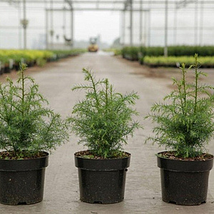 Cryptomeria j. 'Elegans Viridis' 30-40 cm 3,0L