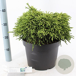 Cryptomeria j. 'Little Champion' 30-40 cm 10L