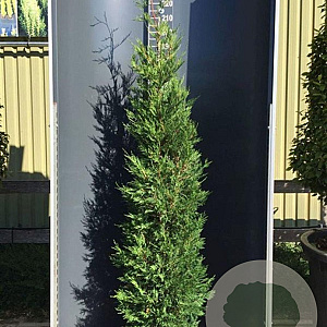 Cupressocyparis l. 'Tweeduizendéén' 125-150 cm 20L