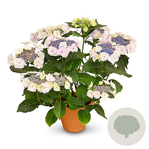 Hydrangea macrophylla 'Koria' 60-80 cm 20L breed