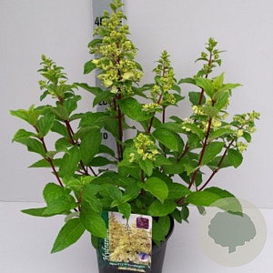 Hydrangea paniculata 'Candle Light' 100-125 cm 20L