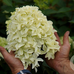 Hydrangea paniculata 'Skyfall ' 100-125 cm 20L