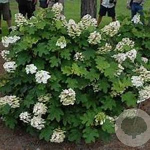 Hydrangea quercifolia 'Alice' 100-125 cm 35L