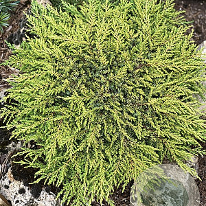 Juniperus communis 'Lemon Carpet' 25-30 cm 3,0L