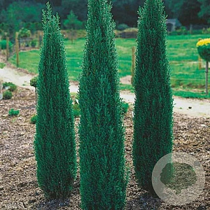 Juniperus communis 'Sentinel' 175-200 cm cont. 110L