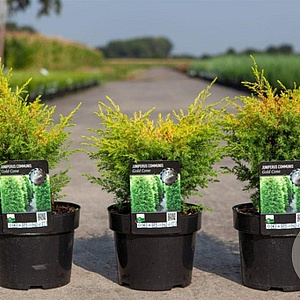 Juniperus comm. 'Gold Cone' 25-30 cm 3,0L