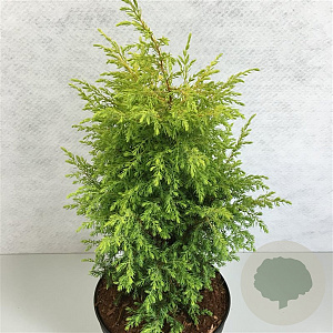 Juniperus comm. 'Gold Cone' 25-30 cm 3,0L