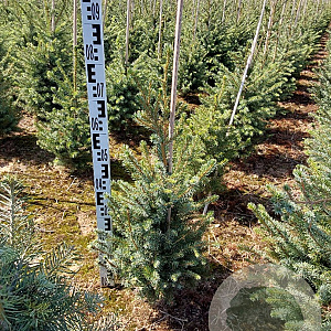 Picea omorika 60-80 cm met kluit