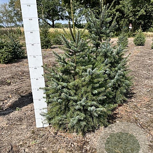 Picea omorika 80-100 cm met kluit