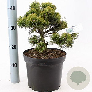 Pinus mugo 'March' 25-30 cm 5,0L
