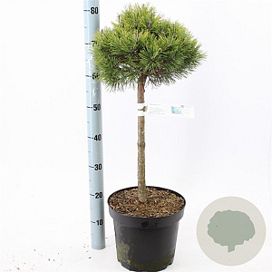 Pinus mugo 'Mops' 60 cm stam 7,5L