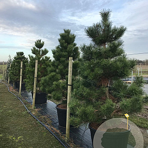 Pinus nigra 'Austriaca' 200-250 cm cont. 180L