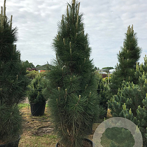 Pinus nigra 'Molette' 200-250 cm cont. 180L
