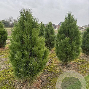 Pinus nigra 'Pyramidalis' 125-150 cm draadkluit