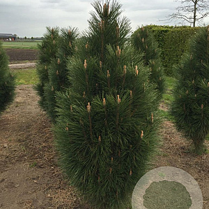 Pinus nigra 'Pyramidalis' 175-200 cm draadkluit