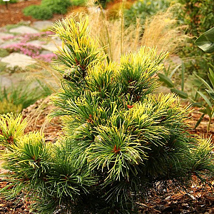 Pinus parviflora 'Goldilocks' 30-40 cm 5,0L