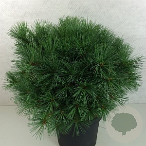 Pinus strobus 'Bergman's Mini' 40-50 cm 10L