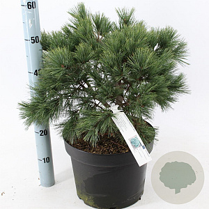 Pinus strobus 'Bergman's Mini' 40-50 cm 10L