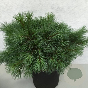 Pinus strobus 'Blue Shag' 40-50 cm 10L