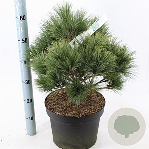 Pinus strobus 'Radiata' 40-50 cm 10L