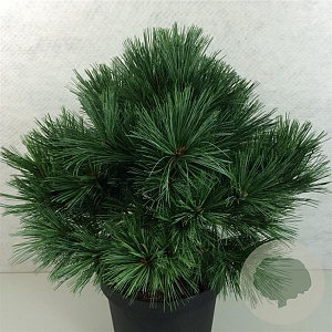 Pinus strobus 'Secrest' 40-50 cm 10L