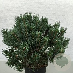 Pinus sylv. 'Chantry Blue' 40-50 cm 10L