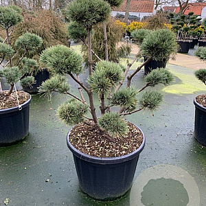 Pinus sylv. 'Watereri' 100-125 cm cont. 180L bonsai