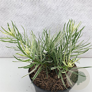 Podocarpus macrophyllus 'Variegata' 20-25 cm 3,0L