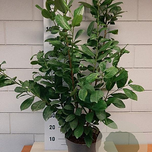 Prunus I. 'Rotundifolia' 80-100 cm 10L