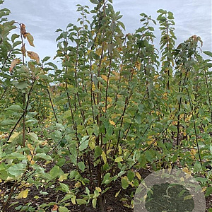 Prunus padus 175-200 cm met kluit solitair