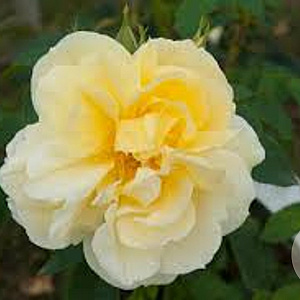 Rosa (H) Gelbe Dagmar Hastrup A kwaliteit C1.5 eigen wortel