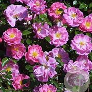 Rosa (H) Magic Meidiland A kwaliteit C1.5 eigen wortel