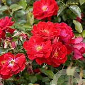 Rosa (H) Mainaufeuer A kwaliteit C1.5 eigen wortel