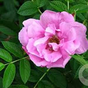 Rosa (R) Pink Roadrunner A kwaliteit wortelgoed wortelecht 2 tak