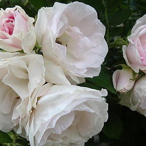 Rosa (H) Polareis A kwaliteit wortelgoed wortelecht 2 tak