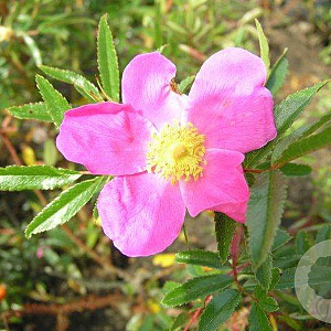 Rosa rugotida A kwaliteit wortelgoed wortelecht 2 tak