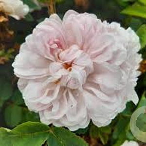 Rosa (H) 'Stanwell Perpetual' A kwaliteit wortelgoed