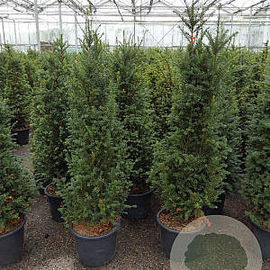 Taxus baccata 120-140 cm 20L