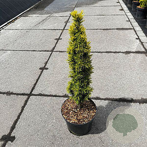 Taxus baccata 'Standishii' 40-50 cm 5,0L