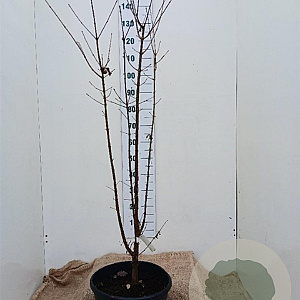 Acer griseum 125-150 cm 20L