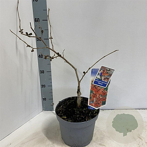 Hamamelis int. 'Diane' 30-40 cm 5,0L
