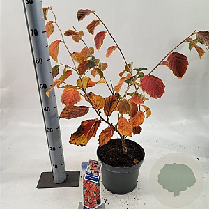 Hamamelis int. 'Diane' 30-40 cm 5,0L