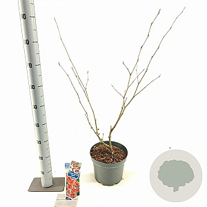 Hamamelis int. 'Diane' 30-40 cm 5,0L