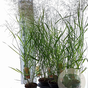Panicum virgatum 'Rehbraun' 30-60 cm 2,0L