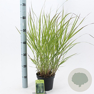 Panicum virgatum 'Rehbraun' 30-60 cm 2,0L