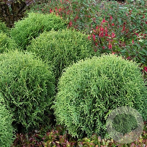 Thuja occ. 'Little Giant' 25-30 cm 3,5L
