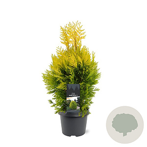 Thuja pl. '4ever' 40-50 cm 3,0L