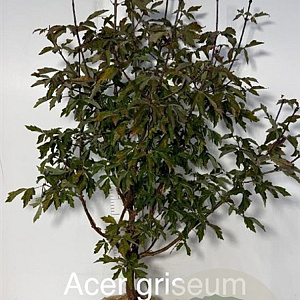 Acer griseum 80-100 cm met kluit