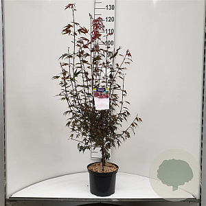 Acer pal. 'Shaina' 50-60 cm 5,0L