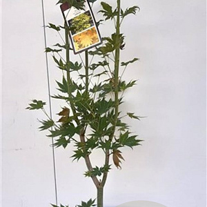 Acer shirasawanum 'Jordan' 60-80 cm 5,0L